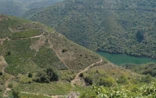 Viñas na Ribeira Sacra (Imaxe: RibeiraSacra.org)